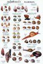 Sri Lankan Snails: A Popular Colour Guide [Sinhala]