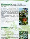 Guide Illustré de la Flore de Maurice et des Iles de l'Océan Indien [An Illustrated Guide to the Flora of Mauritius and the Indian Ocean Islands]