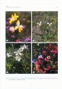 Systematics and Biology of the Cape Genus Sparaxis (Iridaceae)