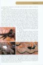Swiftlets of Borneo