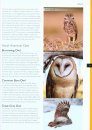 Owls