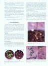 Compendium of Alfalfa Diseases and Pests