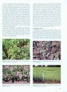 Compendium of Alfalfa Diseases and Pests