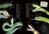 Snakes of Taiwan [Chinese]