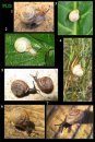 Mollusques Terrestres et Dulcicoles de Belgique, Tomes 1 & 2: Gastéropodes Terrestres à Coquille [Terrestrial and Freshwater Molluscs of Belgium, Volumes 1 & 2: Terrestrial Shelled Gastropods] (2-Volume Set)