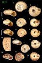 Mollusques Terrestres et Dulcicoles de Belgique, Tomes 1 & 2: Gastéropodes Terrestres à Coquille [Terrestrial and Freshwater Molluscs of Belgium, Volumes 1 & 2: Terrestrial Shelled Gastropods] (2-Volume Set)
