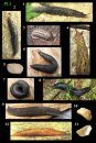 Mollusques Terrestres et Dulcicoles de Belgique, Tome 3: Gastéropodes Terrestres sans Coquille (Limaces) [Terrestrial and Freshwater Molluscs from Belgium, Volume 3: Terrestrial Gastropods without a Shell (Slugs)]