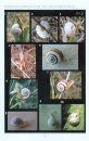 Gastéropodes Terrestres à Coquille Communs d'Europe, Tome 1: Sud de la France, Nord de l'Italie et Nord de l'Espagne [Common Terrestrial Snails of Europe, Volume 1: Southern France, Northern Italy and Northern Spain]