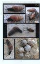 Gastéropodes Terrestres à Coquille Communs d'Europe, Tome 2: Sud de l'Italie, Malte, Sud de l'Espagne et Portugal [Common Terrestrial Snails of Europe, Volume 2: South Italy, Malta, South Spain and Portugal]