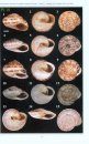 Gastéropodes Terrestres à Coquille Communs d'Europe, Tome 2: Sud de l'Italie, Malte, Sud de l'Espagne et Portugal [Common Terrestrial Snails of Europe, Volume 2: South Italy, Malta, South Spain and Portugal]