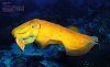 Cephalopods, Amazing and Beautiful Creatures [Japanese]