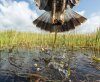 Everglades: America's Wetland