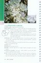 Common Lichens of Northeastern North America