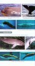 Cétacés du Monde: Systématique, Éthologie, Biologie, Écologie, Statut [Cetaceans of the World: Systematics, Ethology, Biology, Ecology, Status]