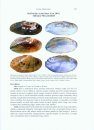 Freshwater Mussels of Florida