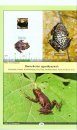 Common Amphibians of Kerala