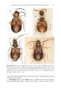 ZooKeys 430: A Synopsis of the Tribe Lachnophorini, With a New Genus of Neotropical Distribution and a Revision of the Neotropical Genus Asklepia Liebke, 1938 (Insecta, Coleoptera, Carabidae)