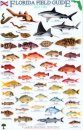 Florida Field Guide, Reef Fish