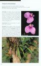 Orchids, Botanical Jewels of the Golfo Dulce Region, Costa Rica 