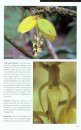 Orchids, Botanical Jewels of the Golfo Dulce Region, Costa Rica 