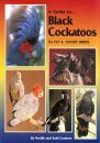 A Guide to Black Cockatoos as Pet & Aviary Birds