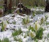Flora of Sakhalin [English / Russian]