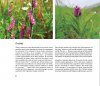 Flora of Sakhalin [English / Russian]