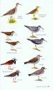 Birds of Costa Rica