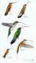 Birds of Costa Rica