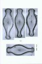 Iconographia Diatomologica, Volume 25: The Genus Didymosphenia M. Schmidt