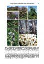 PhytoKeys 40: A Revision of the New Zealand Kunzea Ericoides (Myrtaceae) Complex