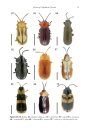 ZooKeys 436: The Genus Cephaloleia Chevrolat, 1836 (Coleoptera, Chrysomelidae, Cassidinae)