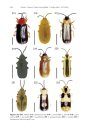 ZooKeys 436: The Genus Cephaloleia Chevrolat, 1836 (Coleoptera, Chrysomelidae, Cassidinae)