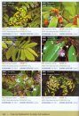 The Ultramafic Flora of Sabah