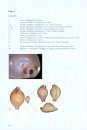 Monograph of the Genus Pustularia (Gastropoda: Cypraeidae)