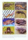 Amphibian Biology, Volume 11, Part 1 – Conservation Biology of Amphibians of Asia