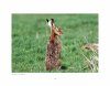 Brown Hares in the Derbyshire Dales