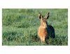 Brown Hares in the Derbyshire Dales