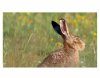 Brown Hares in the Derbyshire Dales