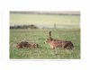 Brown Hares in the Derbyshire Dales