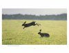 Brown Hares in the Derbyshire Dales