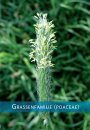 Basisgids Grassen [Basic Guide to Grasses]