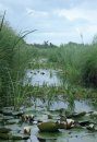 Sloten: Ecologisch Functioneren en Beheer [Ditches: Ecological Functioning and Management]