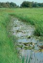 Sloten: Ecologisch Functioneren en Beheer [Ditches: Ecological Functioning and Management]
