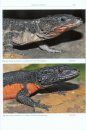 Girdled Lizards and their Relatives