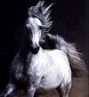 The Arabian Horse of Egypt