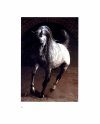 The Arabian Horse of Egypt