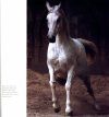The Arabian Horse of Egypt