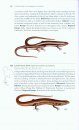 A Field Guide to the Reptiles of Thailand