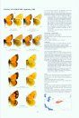 Pieridae Part 2 (Guide to the Butterflies of the Palearctic Region)
